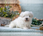 Puppy Parker Maltese