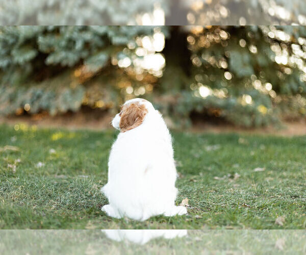 Medium Photo #5 Cavalier King Charles Spaniel Puppy For Sale in WARSAW, IN, USA