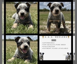 Australian Cattle Dog Puppy for sale in ZOLFO SPRINGS, FL, USA