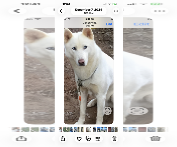 Medium Photo #1 Siberian Husky Puppy For Sale in DOUGLASVILLE, GA, USA