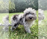 Small #31 Cavapoo (Miniature)