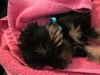 Small Photo #1 Morkie Puppy For Sale in CLEVELAND, OH, USA