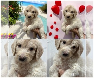 Goldendoodle-Poodle (Standard) Mix Puppy for sale in LAKELAND, FL, USA