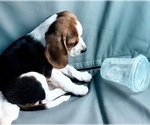 Small #8 Beagle