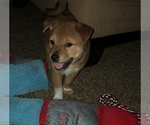 Small Photo #4 Shiba Inu-Unknown Mix Puppy For Sale in GRAFTON, WI, USA