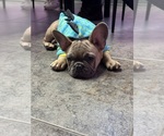 Small Photo #22 French Bulldog Puppy For Sale in FITCHBURG, WI, USA