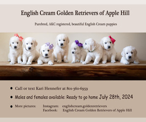 English Cream Golden Retriever Litter for sale in CAMINO, CA, USA