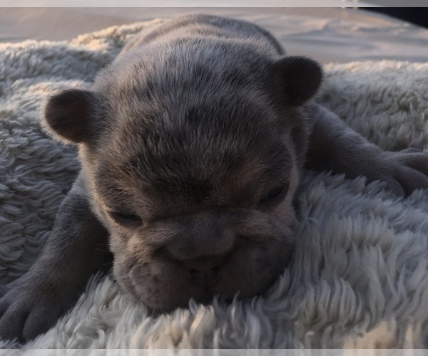 Medium Photo #22 French Bulldog Puppy For Sale in PLACERVILLE, CA, USA