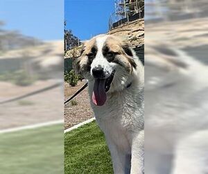 Izzy - Female Anatolian Shepherd Dog for Adoption - Photo #4