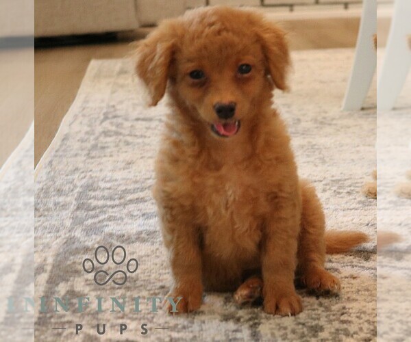 Medium Photo #1 Cavapoo Puppy For Sale in PARADISE, PA, USA