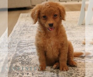 Cavapoo Puppy for sale in PARADISE, PA, USA