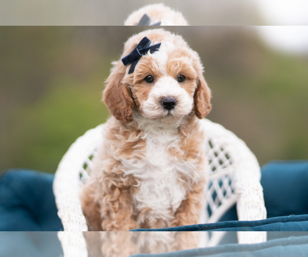 Medium Photo #4 Maltipoo (Miniature) Puppy For Sale in WARSAW, IN, USA