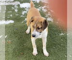 Small #6 Retriever  Mix