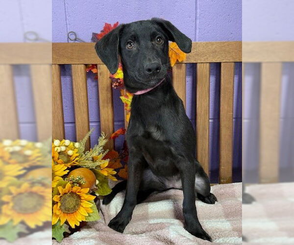 Medium Photo #3 Mutt Puppy For Sale in Genesee, WI, USA