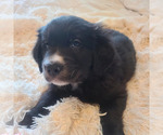 Small Photo #4 Australian Retriever Puppy For Sale in DAYTON, OH, USA