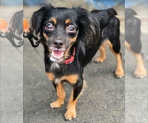 ShiChi Dogs for adoption in Virginia Beach, VA, USA