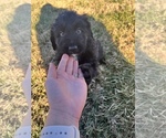 Small Photo #6 Aussiedoodle Puppy For Sale in ELIZABETHTON, TN, USA