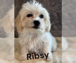 Puppy RIBSY Zuchon