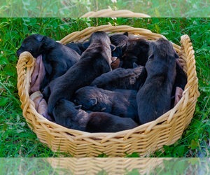 German Shepherd Dog Litter for sale in SAN MARCOS, TX, USA
