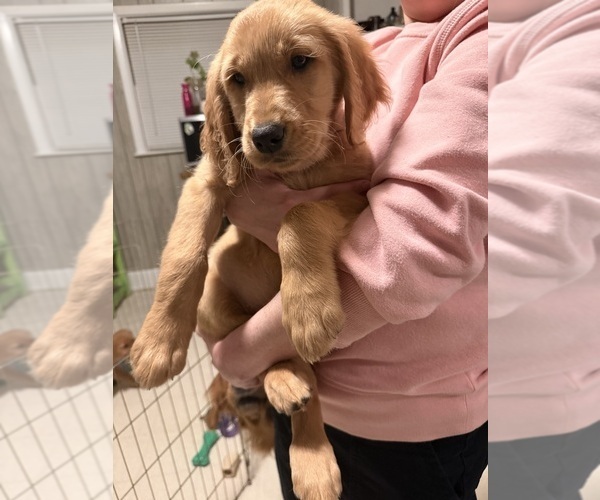 Medium Photo #9 Golden Retriever Puppy For Sale in GREENVILLE, SC, USA