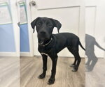 Small #3 Mutt