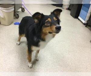 Border Collie Dogs for adoption in Riverside, CA, USA