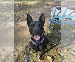 Dante - Male American Pit Bull Terrier-German Shepherd Dog Mix Dog for Adoption - Photo #10