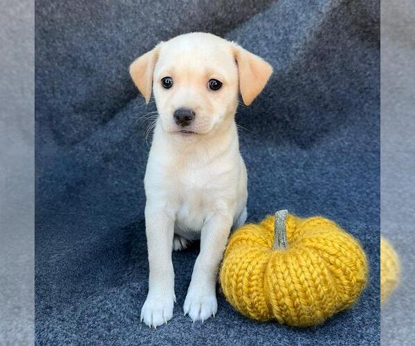 Medium Photo #1 Colonial Cocker Spaniel-Unknown Mix Puppy For Sale in San Diego, CA, USA