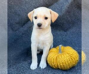 Colonial Cocker Spaniel-Unknown Mix Dogs for adoption in San Diego, CA, USA