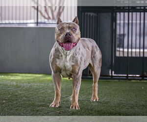 American Pit Bull Terrier Dogs for adoption in Pasadena, CA, USA