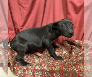 Mutt Dogs for adoption in Modesto, CA, USA