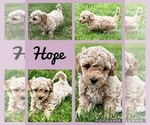 Puppy Hope Goldendoodle (Miniature)