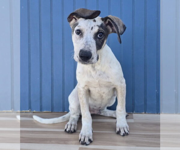 Medium Photo #3 Doberman Pinscher-Pointer Mix Puppy For Sale in Lakewood, CO, USA