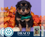 Small #3 Golden Retriever Mix
