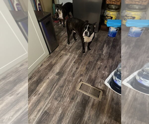 Medium Photo #2 Boston Terrier-Boxer Mix Puppy For Sale in Gulfport, MI, USA