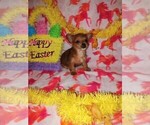 Small Photo #8 Poodle (Toy)-Yorkshire Terrier Mix Puppy For Sale in LAPEER, MI, USA