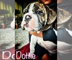 Small Photo #12 English Bulldog Puppy For Sale in OKLAHOMA CITY, OK, USA