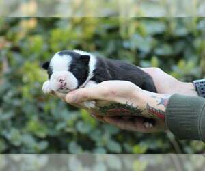 Boston Terrier Puppy for sale in PUYALLUP, WA, USA