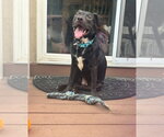 Small #2 American Pit Bull Terrier Mix