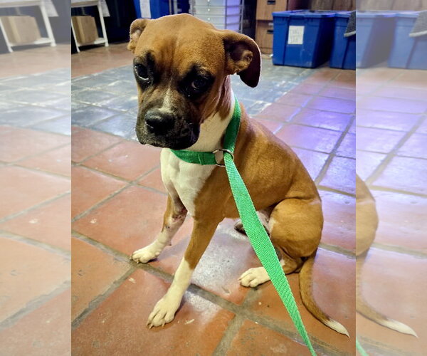 Medium Photo #2 Boxer Puppy For Sale in Dumont, NJ, USA