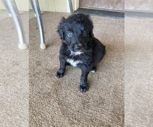 Bordoodle Puppy for sale in CAINSVILLE, MO, USA