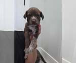 Small #1 Australian Shepherd Mix