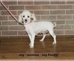 Small Photo #1 Poodle (Toy) Puppy For Sale in CLARKRANGE, TN, USA
