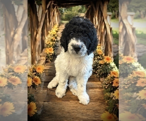 Medium Photo #11 Bernedoodle Puppy For Sale in MENIFEE, CA, USA
