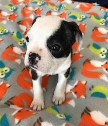 French Bulldog Puppy for sale in CHARLESTON, SC, USA