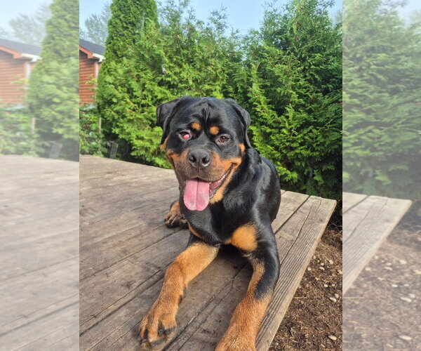 Medium Photo #5 Rottweiler Puppy For Sale in Techny, IL, USA