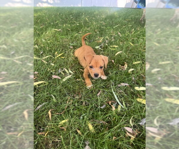 Medium Photo #3 Chihuahua-Unknown Mix Puppy For Sale in Plainfield, IL, USA