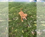 Small #2 Chihuahua Mix