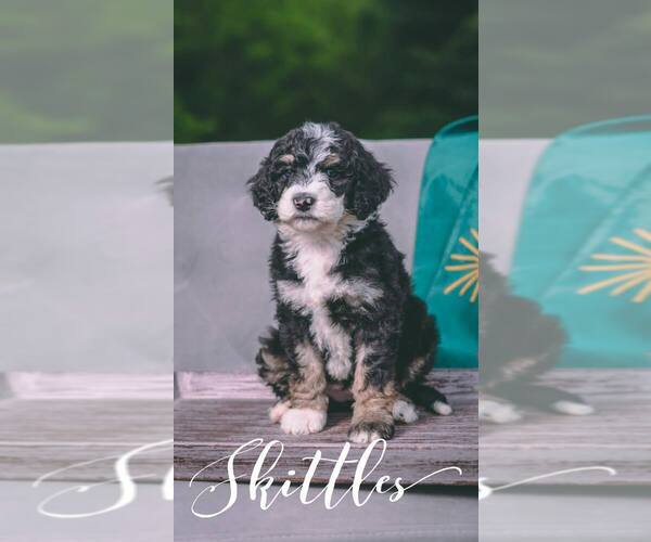 Medium Photo #7 Bernedoodle Puppy For Sale in BENTON, KY, USA