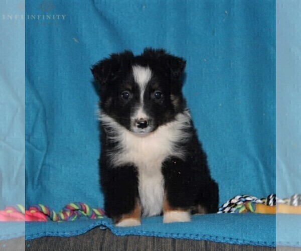 Medium Photo #4 Australian Shepherd Puppy For Sale in HOLTWOOD, PA, USA